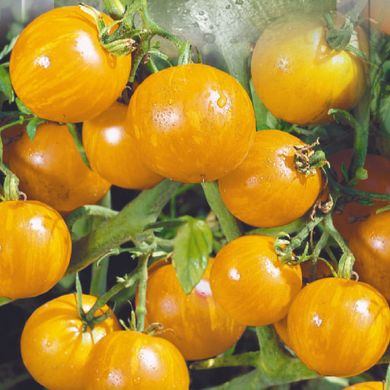 Насіння томатів Вернісаж жовтий 0,1 г 11.2147 фото