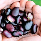 Насіння бобів овочевих чорних Gl Seeds 5 шт - купить | Good Harvest