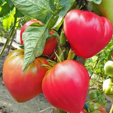 Насіння томатів Абаканский рожевий Агромаксі 0,1 г 11.1260 фото