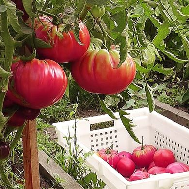Насіння томатів Рожевий гігант 0,1 г 11.1294 фото