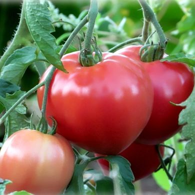 Семена томатов Абаканский розовый Агромакси 0,1 г 11.1260 фото