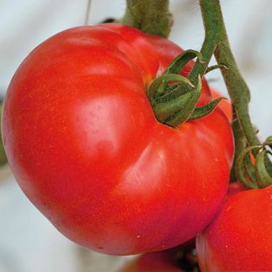 Насіння томатів Берберана F1 Enza Zaden Агропак 10 шт 11.2474 фото