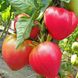 Семена томатов Абаканский розовый Агромакси 0,1 г