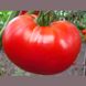 Насіння томатів Потрібний розмір 0,1 г