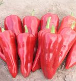 Семена перца Самандер F1 Nunhems Zaden 10 шт - купить | Good Harvest