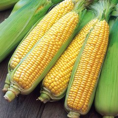 Насіння кукурудзи Цариця Агромаксі 20 г 11.2115 фото