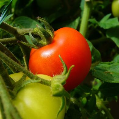 Семена томатов Ред Кемел безрассадный Агромакси 0,4 г 11.1344 фото