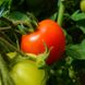 Семена томатов Ред Кемел безрассадный Агромакси 0,4 г