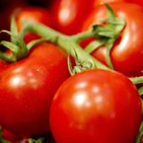 Насіння томатів Червона Шапочка Садиба 0,1 г - купить | Good Harvest