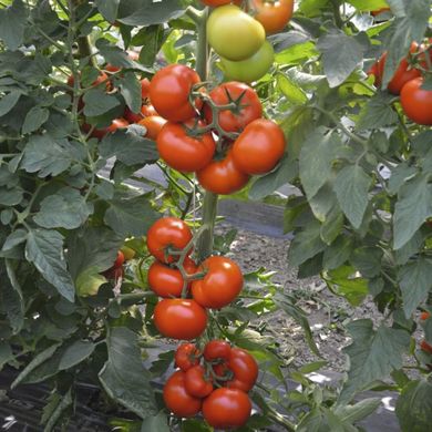 Семена томатов Тобольск F1 Bejo Zaden Агропак 10 шт 11.2478 фото