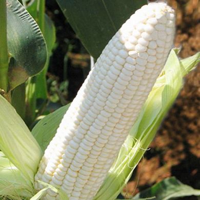 Семена кукурузы Белое облако Агромакси 20 г 11.2410 фото