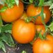 Семена томатов Сяйво 0,2 г