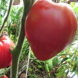 Насіння томатів Батяня 0,1 г - купить | Good Harvest