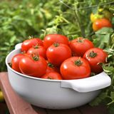 Насіння томатів Фітофторостійкий Яскрава 0,1 г - купить | Good Harvest