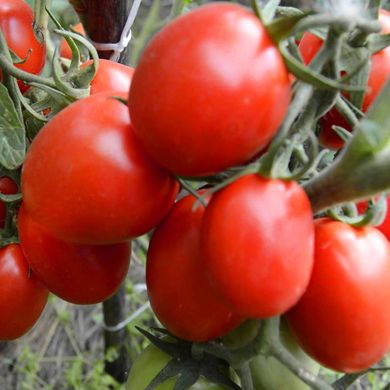 Насіння томатів Ріо Фуего 0,1 г 11.1382 фото
