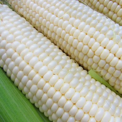 Семена кукурузы Сахарная белая 50 г 11.2113 фото