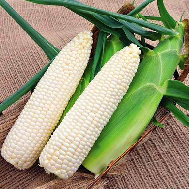 Насіння кукурудзи Цукрова біла 50 г 11.2113 фото