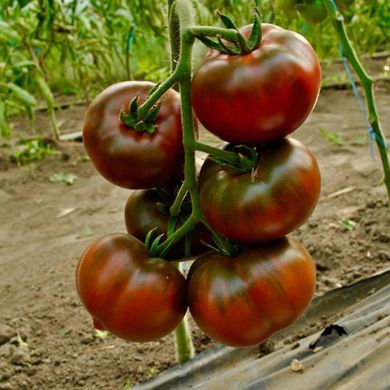 Насіння томатів Бронзон F1 Clause Агропак 5 шт 11.2476 фото