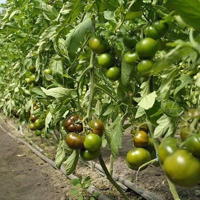 Семена томатов Бронзон F1 Clause Агропак 5 шт 11.2476 фото