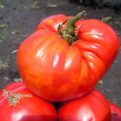 Насіння томатів Цукровий Гігант Агромаксі 0,1 г 11.1305 фото