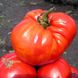 Семена томатов Сахарный Гигант Агромакси 0,1 г