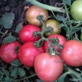 Семена томатов Видимо невидимо 0,1 г - купить | Good Harvest