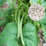 Насіння квасолі спаржева зелена Контендер Gl Seeds 15 г - купить | Good Harvest