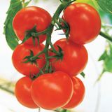 Насіння томатів Кристал F1 Clause 10 шт - купить | Good Harvest