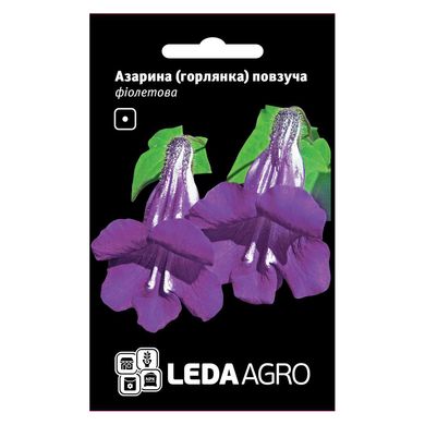 Семена азарины ползучей фиолетовая 4 шт 10.1768 фото