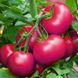 Насіння томатів Сулейман безрозсадний Агромаксі 0,4 г