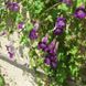 Семена азарины ползучей фиолетовая 4 шт