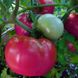 Семена томатов Сулейман безрассадный Агромакси 0,4 г