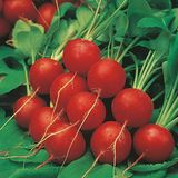 Семена редиса Скарлет GSN Semences Садыба 2 г - купить | Good Harvest