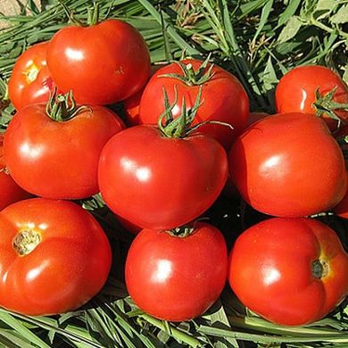 Семена томатов Лоджейн F1 Enza Zaden Садыба 10 шт 11.2487 фото