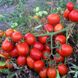 Насіння томатів Астерікс F1 Syngenta Агропак 20 шт