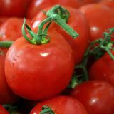 Семена томатов Толстой F1 Bejo Zaden 0,05 г - купить | Good Harvest