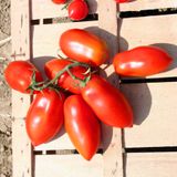 Насіння томатів Ні турбот ні клопоту безрозсадний Агромаксі 0,4 г - купити | Good Harvest