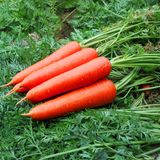 Насіння моркви Без серцевини Яскрава 2 г - купить | Good Harvest