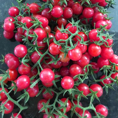 Насіння томатів Вишенька-черешенька 0,1 г 11.1399 фото