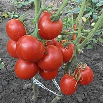 Семена томатов Толстой F1 Bejo Zaden 0,05 г 11.1352 фото