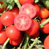 Семена томатов Уно Россо F1 United Genetics 20 шт - купить | Good Harvest