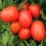 Насіння томатів Ріо Гранде Clause 0,5 г - купить | Good Harvest