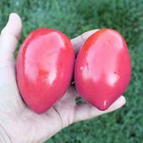 Насіння томатів Рожевий Фламінго Садиба 0,1 г - купить | Good Harvest
