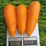 Насіння моркви Болтекс Clause Садиба 2 г - купить | Good Harvest