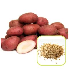 Семена картофеля Дева 0,02 г 11.1025 фото