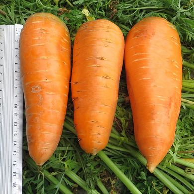 Насіння моркви Болтекс Clause Садиба 2 г 11.1824 фото