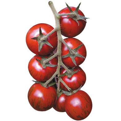 Насіння томатів Тайгер F1 Yuksel Tohum Леда 5 шт 11.2471 фото