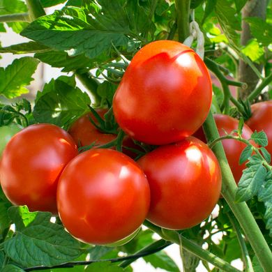 Насіння томатів Саргас F1 Yuksel Tohum 10 шт 11.2166 фото