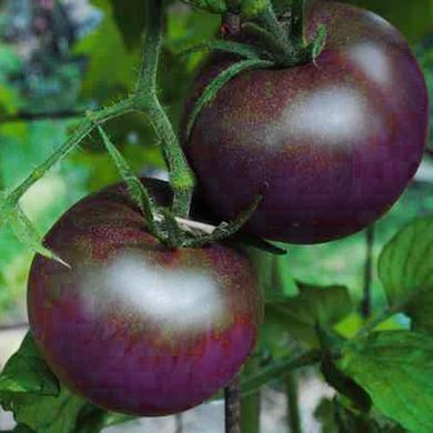 Насіння томатів Фіолетовий 0,1 г 11.1301 фото