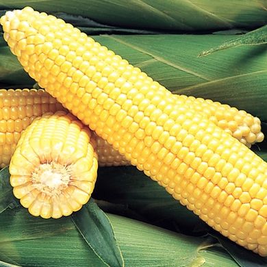 Семена кукурузы Джубили F1 Syngenta 20 шт 11.0079 фото